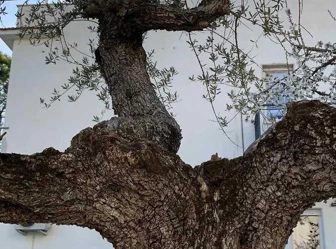 別荘 Jolanda チッタ・サンタンジェロ